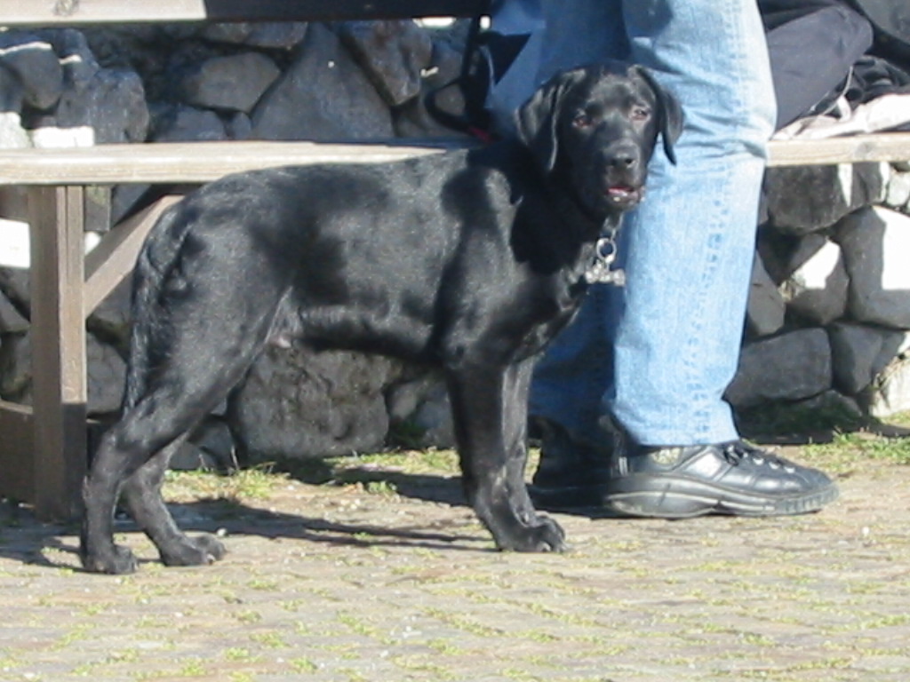 3 febbraio 2006 (9).JPG